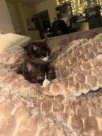 Half Brits Korthaar / Half Ragdoll, Dieren en Toebehoren, Katten en Kittens | Overige Katten, Poes