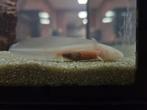 Axolotl goud (Ambystoma mexicanum), Dieren en Toebehoren, Amfibie, 0 tot 2 jaar