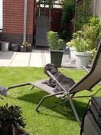 NIEUW! Woonruimte te huur Koningsspil, Nunspeet, Huizen en Kamers