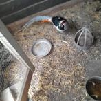 Lady Amherst, Dieren en Toebehoren, Vogels | Overige Vogels, Meerdere dieren