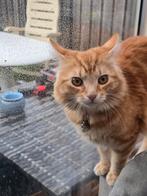 Kater 9 maanden., Dieren en Toebehoren, Kater, Ontwormd