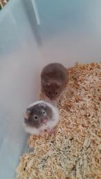 Goudhamster mannen, Dieren en Toebehoren, September, Mannelijk, Hamster