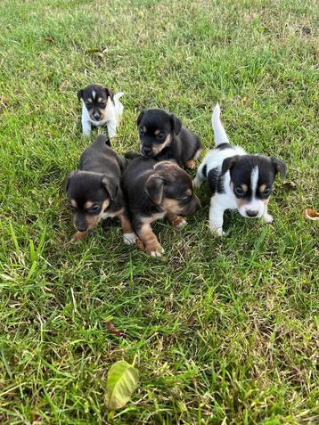 Jack Russell pups te koop, bont en black en tan beschikbaar voor biedingen