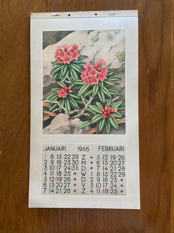 Kalender 1956 alpenbloemen alpen bloemen, Diversen, Kalenders, Maandkalender, Ophalen of Verzenden