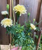 Tagetes erecta 'Kilimanjaro White' afrikaantjes zaden, Ophalen of Verzenden, Volle zon