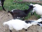 Dwergbokjes, Dieren en Toebehoren, Schapen, Geiten en Varkens, Meerdere dieren, Geit, 0 tot 2 jaar