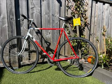 Vittorio Populair 58cm beschikbaar voor biedingen