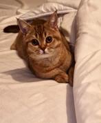 ️⭐️Brits Korthaar Golden Shaded Raszuiver️, Dieren en Toebehoren, Katten en Kittens | Raskatten | Korthaar, Gechipt, 0 tot 2 jaar