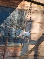 Bonte diamant duif, Dieren en Toebehoren, Vogels | Duiven, Vrouwelijk