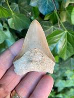 Megalodon haaientand, fossiel, Indonesië 11, Ophalen of Verzenden, Fossiel