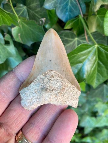 Megalodon haaientand, fossiel, Indonesië 11 beschikbaar voor biedingen