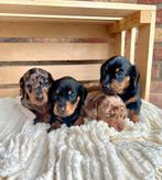 Mooie gezonden Kaninchen teckel pups, Dieren en Toebehoren, Honden | Teckels en Dashonden, Kaninchen, CDV (hondenziekte), 8 tot 15 weken