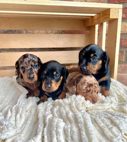 Mooie gezonden Kaninchen teckel pups, Dieren en Toebehoren, Honden | Teckels en Dashonden, Meerdere dieren, Korthaar, Kaninchen