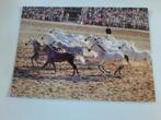 kaart paard paarden veulen dier arabier, Ophalen, 1980 tot heden, Ongelopen, Paard