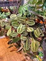 Maranta Tricolor, Overige soorten, In pot, Minder dan 100 cm, Groene kamerplant