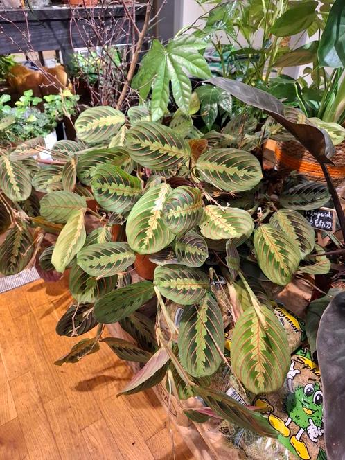 Maranta Tricolor, Huis en Inrichting, Kamerplanten, Overige soorten, Minder dan 100 cm, Groene kamerplant, Halfschaduw, In pot