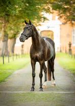 100% Goud eerlijke KWPN ruin (van Glamourdale), Dieren en Toebehoren, Paarden, Gechipt, Ruin, L, 7 tot 10 jaar