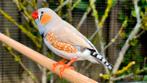 Diverse Zebravinken uit buiten voliere, Dieren en Toebehoren, Vogels | Overige Vogels, Meerdere dieren