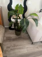Strelitzia met pot, Ophalen, 100 tot 150 cm, Overige soorten, In pot
