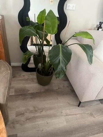 Strelitzia met pot beschikbaar voor biedingen