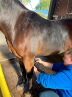 Paarden en pony's scheren, Diensten en Vakmensen, Dieren | Paarden | Verzorging, Oppas en Les