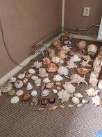 Schelpen verzameling. Uitzoeken, Verzamelen, Mineralen en Fossielen, Schelp(en), Ophalen of Verzenden