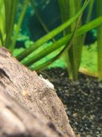 L144 ancistrus blue eye, Dieren en Toebehoren, Vis