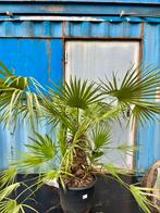 Chamaerops palm 180 cm, 100 tot 250 cm, Zomer, Palmboom, Ophalen