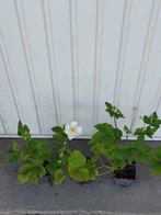 Anemone honorine jobert, Vaste plant, Halfschaduw, Zomer, Ophalen
