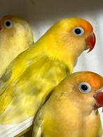 Agapornis Fischeri Creme Zwartoog Geringd, Dieren en Toebehoren, Meerdere dieren, Dwergpapegaai of Agapornis, Geringd