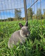 Fricandeau (Ram gecastreerd en gevaccineerd), Dieren en Toebehoren, Konijnen, Mannelijk, Klein, 0 tot 2 jaar