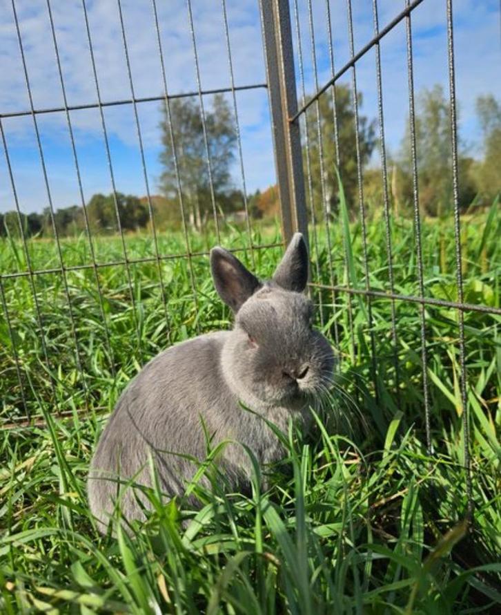 Fricandeau (Ram gecastreerd en gevaccineerd), Dieren en Toebehoren, Konijnen, Klein, Mannelijk, 0 tot 2 jaar