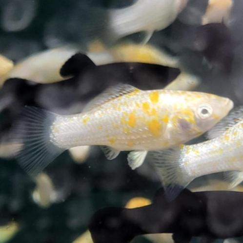 Fanta Molly - Algen eter - Koidream Valburg, Dieren en Toebehoren, Vissen | Aquariumvissen, Zoetwatervis, Vis