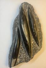 Orthoceras (Pijlstaart inktvis) (4), Ophalen of Verzenden, Fossiel