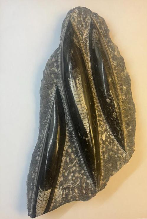Orthoceras (Pijlstaart inktvis) (4), Verzamelen, Mineralen en Fossielen, Fossiel, Ophalen of Verzenden