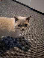 Dekkater britskorthaar te koop!, Dieren en Toebehoren, 0 tot 2 jaar