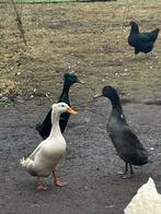 Loopeenden groepje te koop, Mannelijk