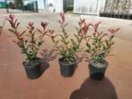 Photinia Fraseri Carré "Rouge"🌿🍁 (glansmispel), Tuin en Terras, Ophalen, Halfschaduw