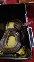 Retic Python HET golden, Dieren en Toebehoren, Reptielen en Amfibieën, Slang, 3 tot 6 jaar