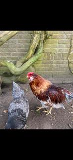 Raszuivere araucana haan, Mannelijk, Kip