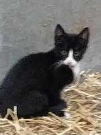 Boerderij kittens, Dieren en Toebehoren, Katten en Kittens | Overige Katten