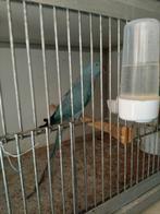 Gezocht  vogels alle soorten  te koop gevraagd, Dieren en Toebehoren, Meerdere dieren, Parkiet