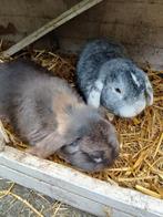 Konijnen, Dieren en Toebehoren, Konijnen, Vrouwelijk