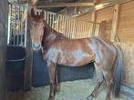 Vosje, Dieren en Toebehoren, Paarden, Merrie, Dressuurpaard, 3 tot 6 jaar, 160 tot 165 cm