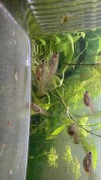 8 guppen, Dieren en Toebehoren, Vissen | Vijvervissen, Overige soorten