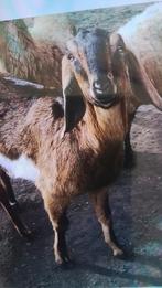 Lieve Nubische geit, Dieren en Toebehoren, Schapen, Geiten en Varkens, Vrouwelijk, Geit, 3 tot 5 jaar