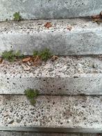 Betonnen trap bijv. bij dijkwoningen., Tuin en Terras, Bielzen en Borders, Ophalen, Gebruikt, Blok, 25 cm of meer