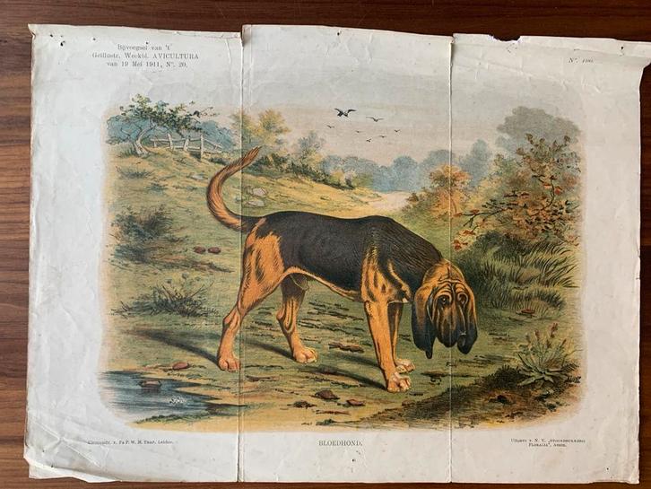 Bloedhond Prent uit 1911 - Avicultura, Antiek en Kunst, Kunst | Etsen en Gravures, Ophalen of Verzenden