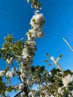 Prachtige laagstam kersenbomen, Ophalen, Volle zon, Overige soorten