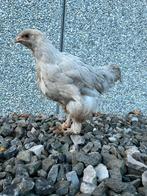 Brahma isabel hanen, Dieren en Toebehoren, Pluimvee, Mannelijk, Kip
